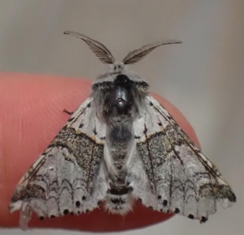 Furcula furcula